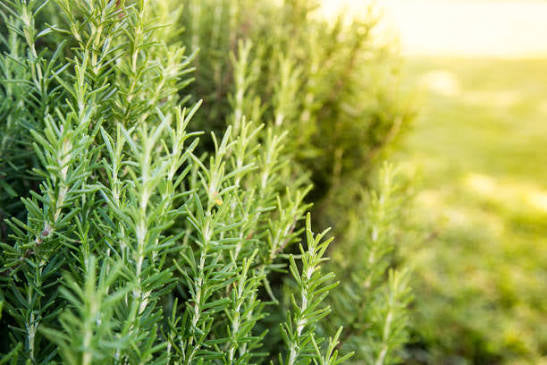 Rosemary Renewal Hair Growth Bar