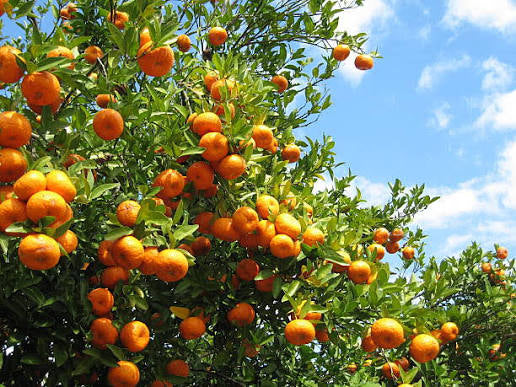 Good Luck Orange Bath Scrub - Energizing, Brightening, & Prosperity Producing