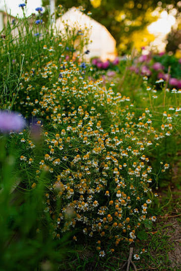 Garden Tea