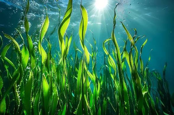 Tidal Glow Seaweed Body Scrub