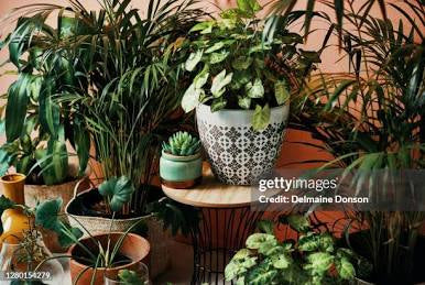 Plant Growth Tonic