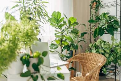 Plant Growth Tonic
