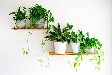 Plant Bug Shield