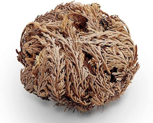 Rose of Jericho - Resurrection Plant