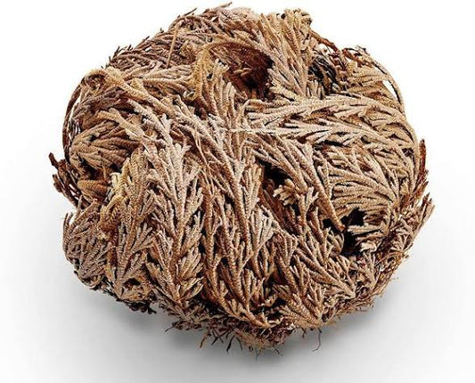 Rose of Jericho - Resurrection Plant