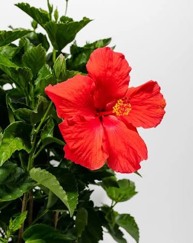 Hibiscus Rose Body Scrub – Radiance & Renewal