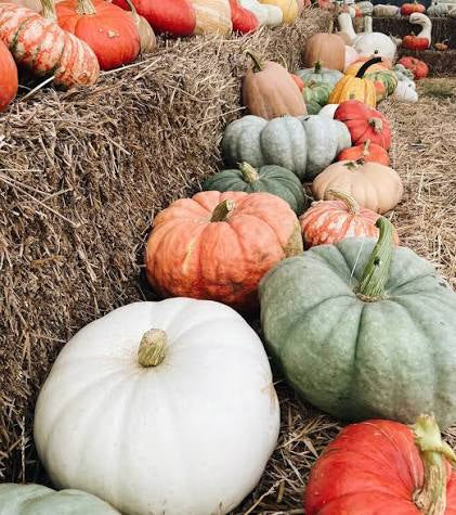 Harvest Moon Pumpkin Beeswax Candle