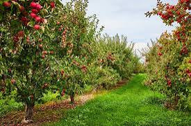 The Enchanted Orchard - Autumn Apple Beeswax Candle