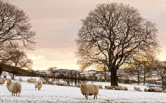 Stillness in Bloom Simmer Pot