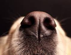 Gentle Pet Balm - Paw & Nose Pet Balm
